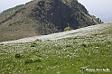 VBS_2560 - Fioritura Narcisi Castelnuovo Nigra 2022 e campi di papaveri rossi